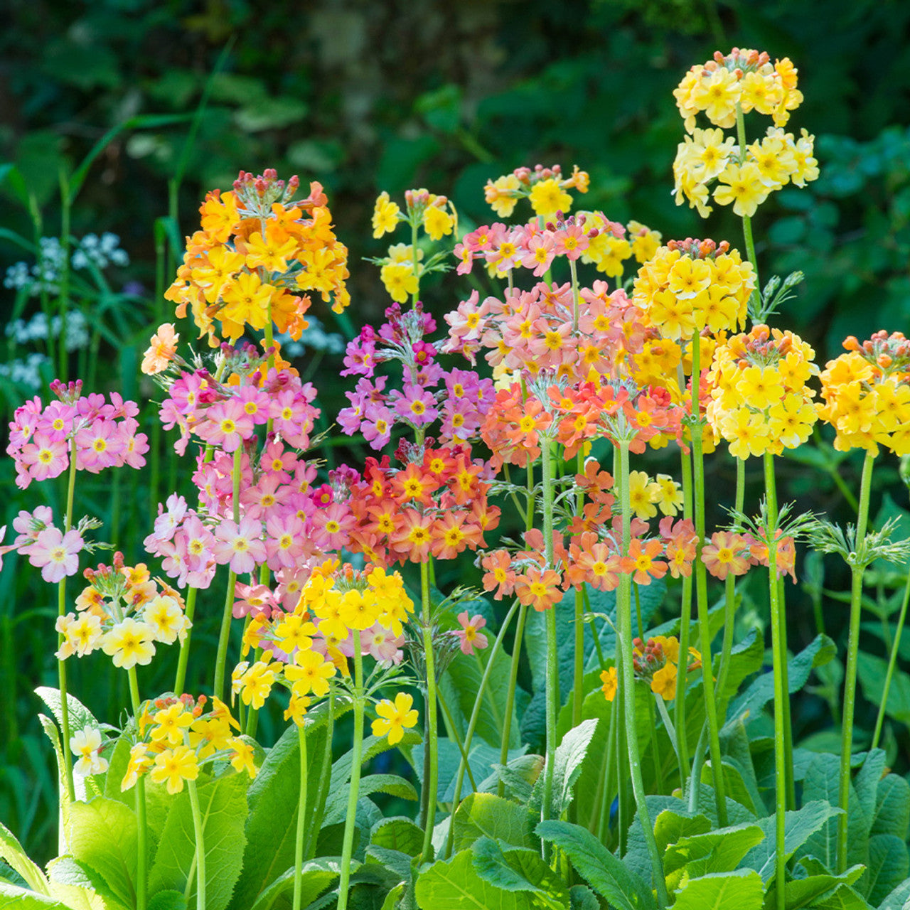 Non GMO Mixed Primula Bulleyana seeds