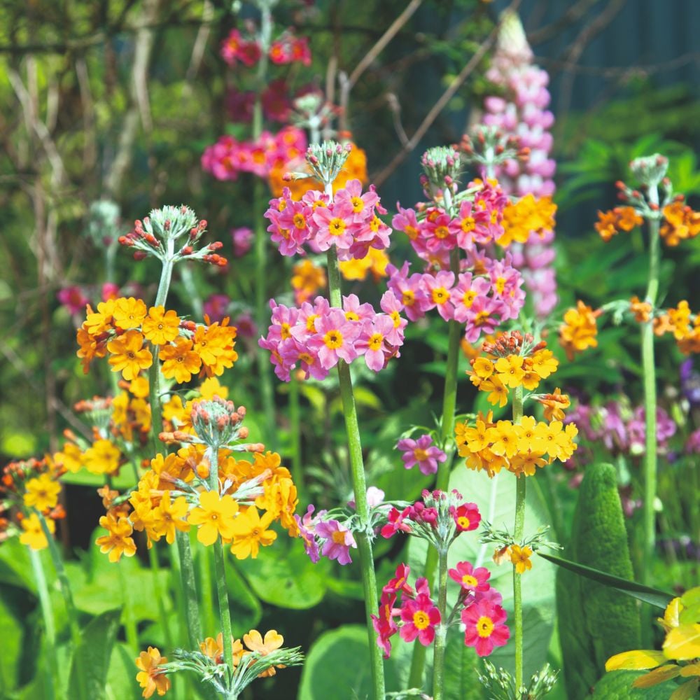 Mixed Primula Bulleyana flowering seeds for planting