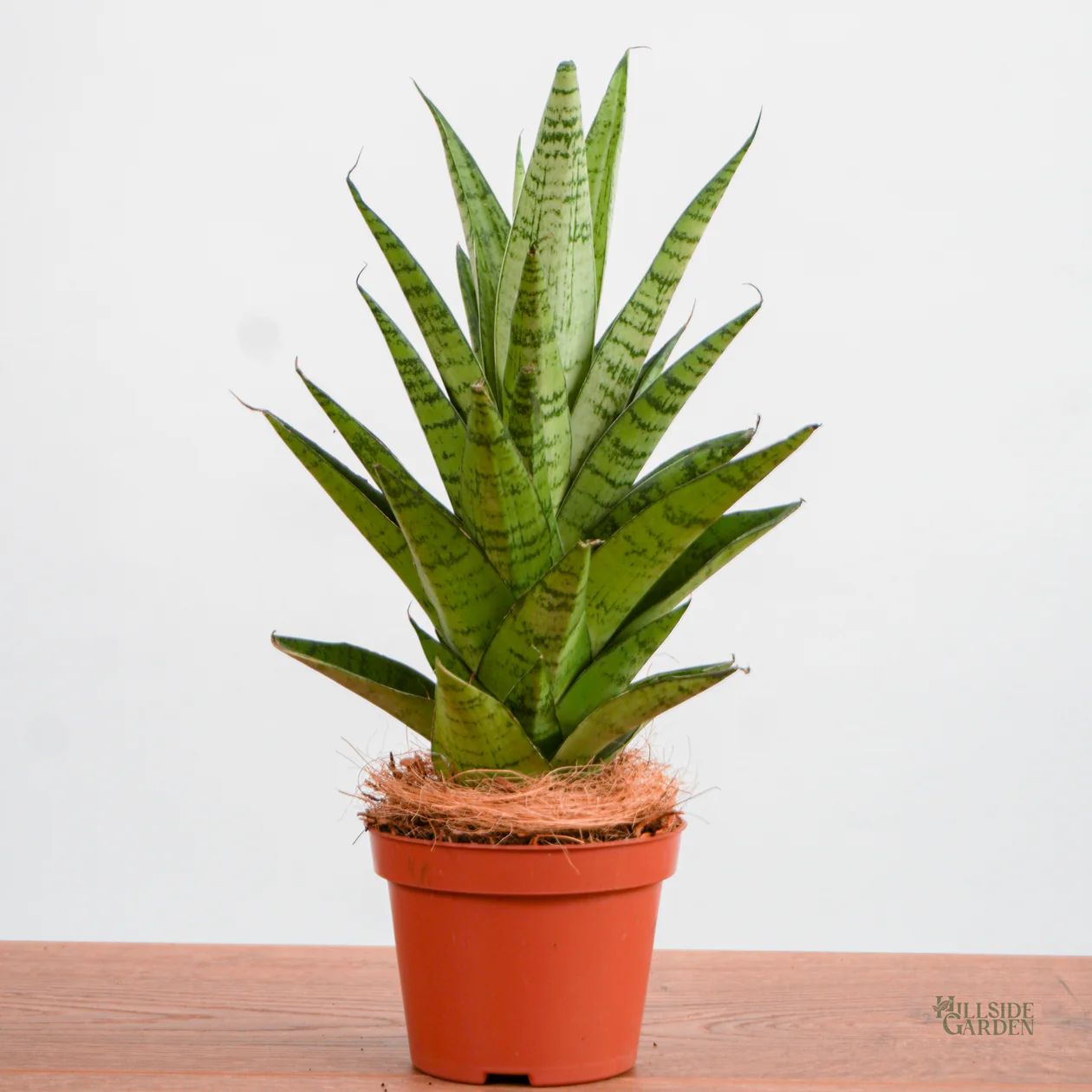 Non GMO Mixed Sansevieria seeds