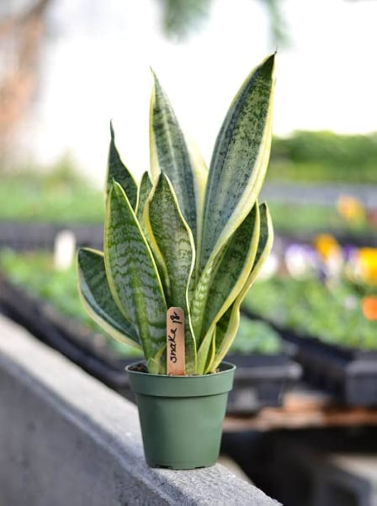 Ornamental Mixed Sansevieria plant