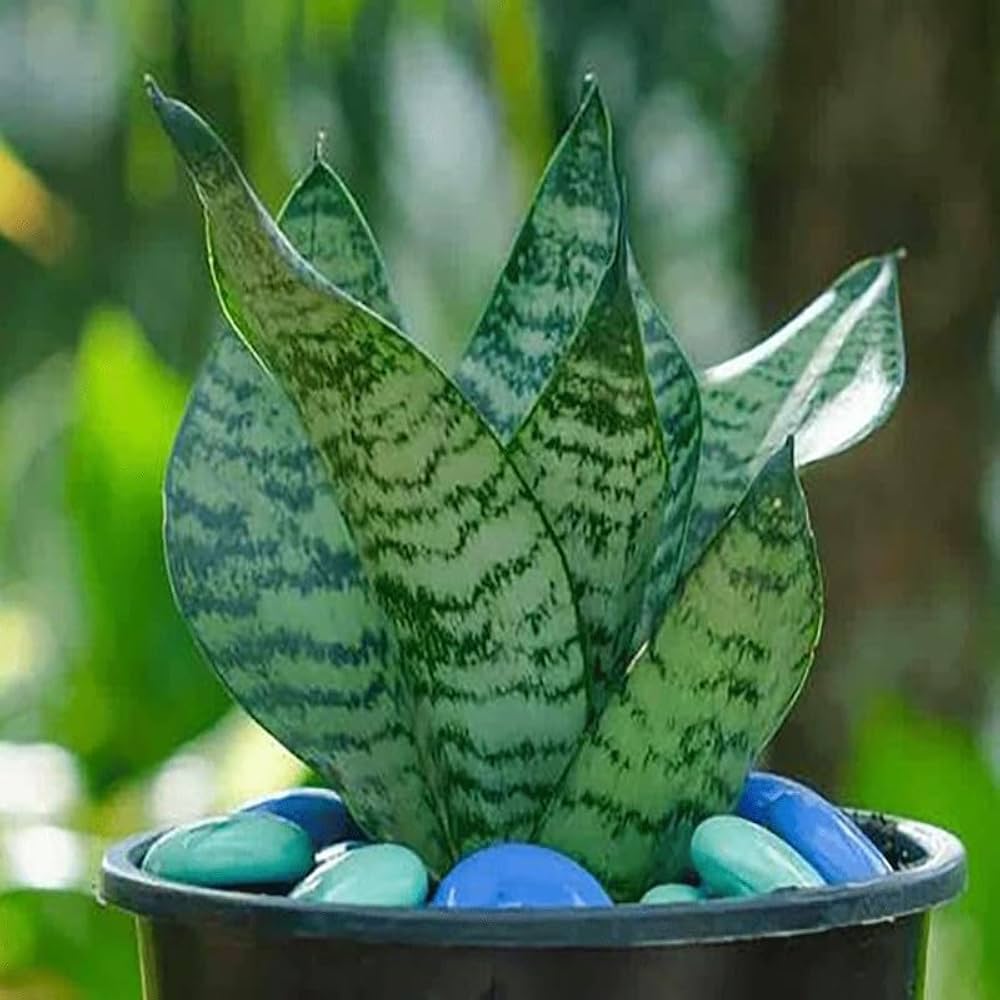 Mixed Sansevieria seeds for planting