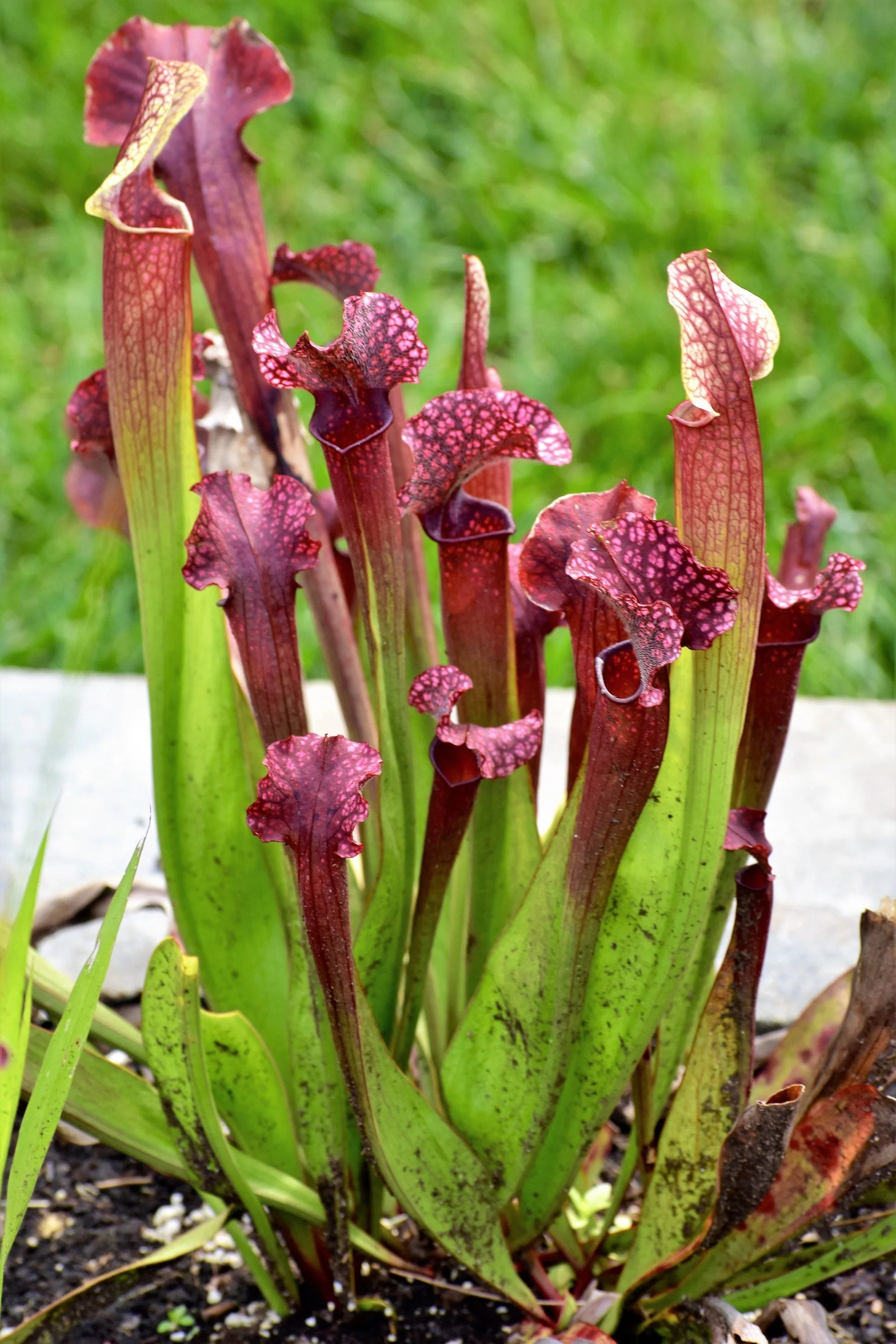 Mixed Sarracenia growing in bog garden
