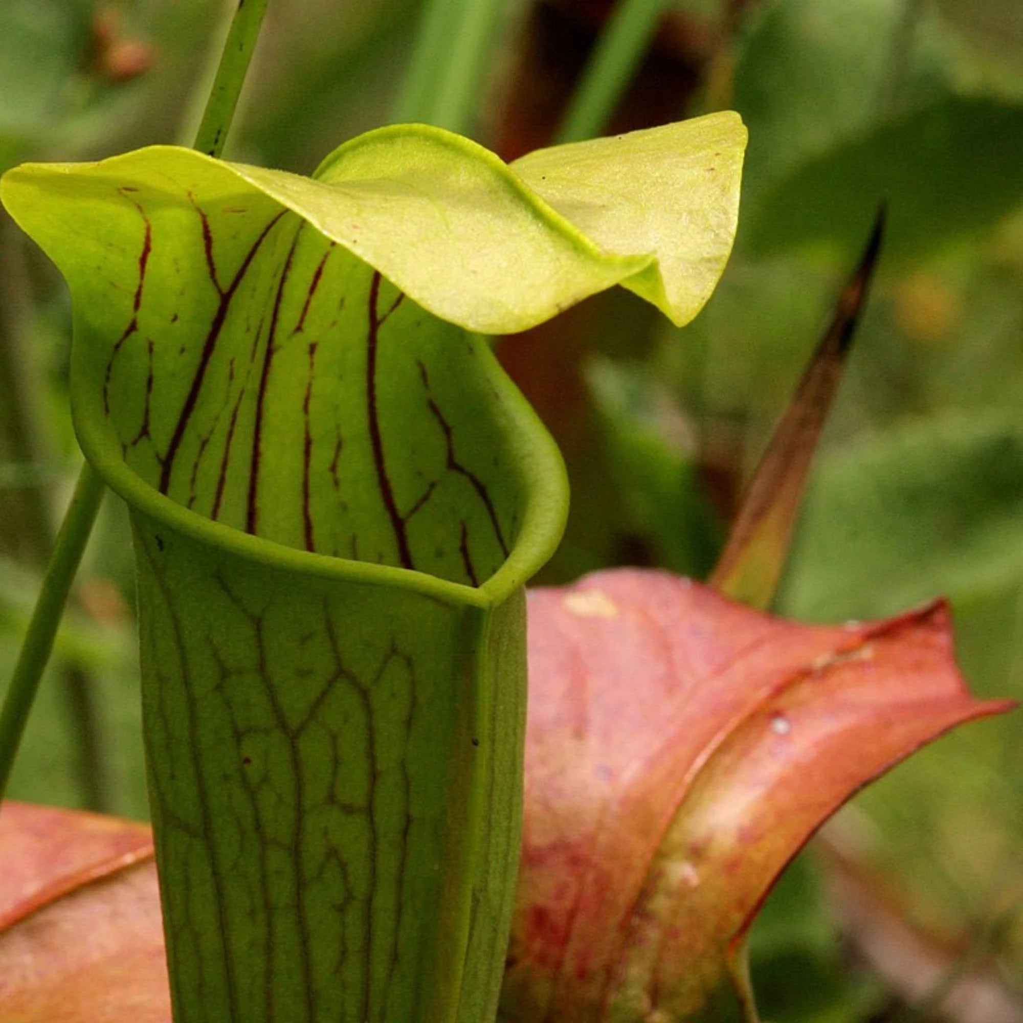 High germination Mixed Sarracenia seeds