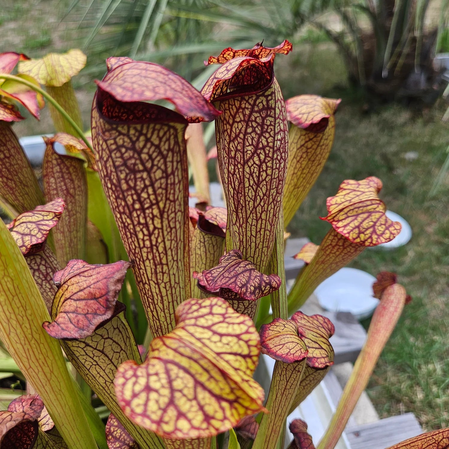 Non GMO Mixed Sarracenia seeds