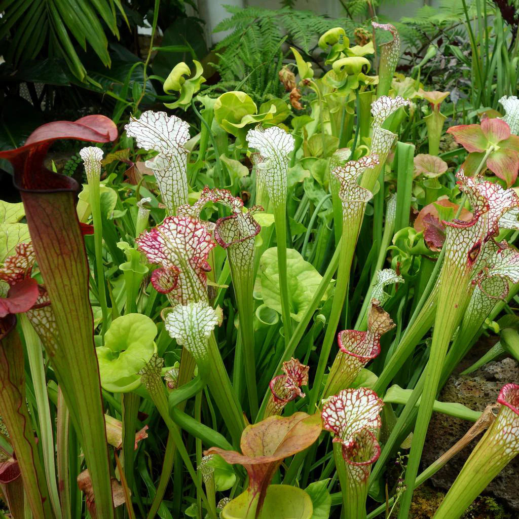Ornamental Mixed Sarracenia carnivorous plants