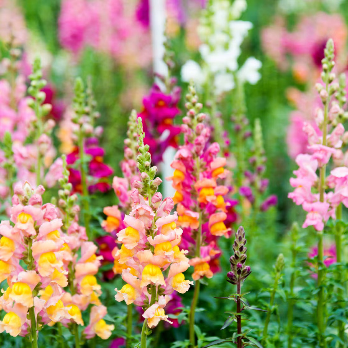 Mixed Snapdragon used as cut flowers