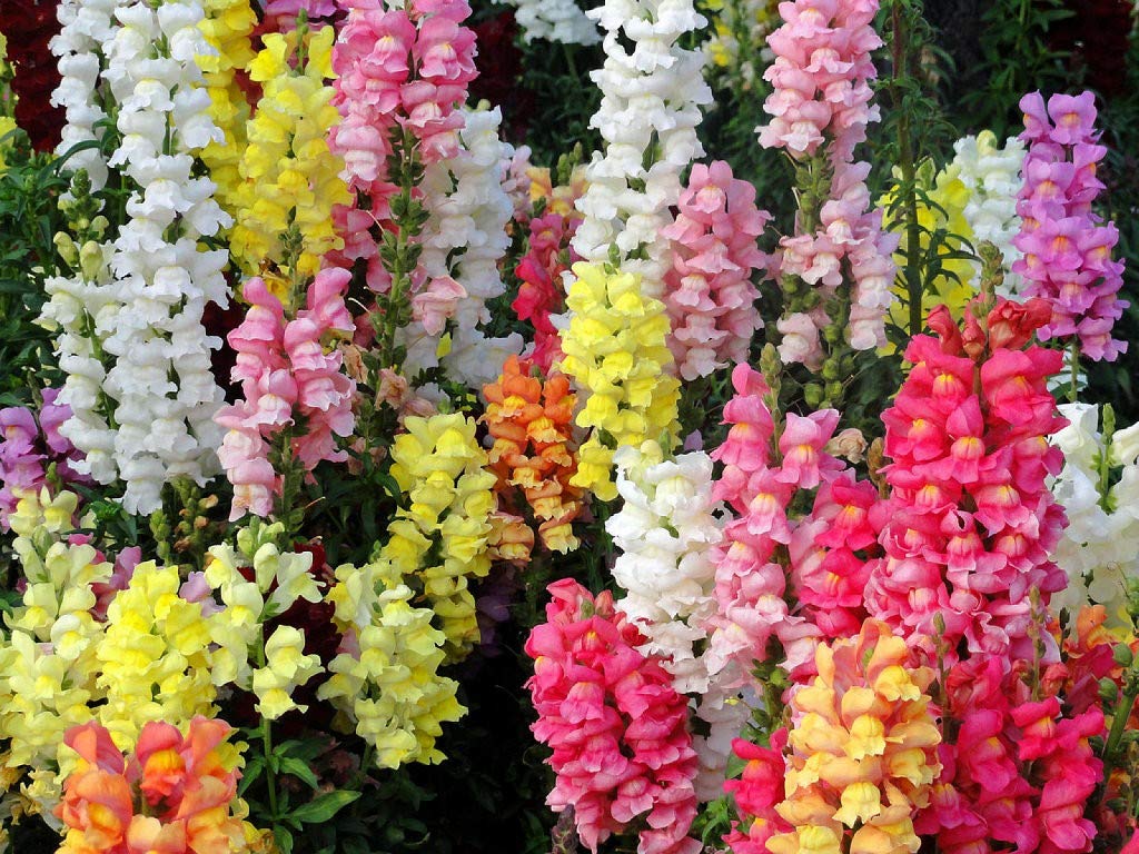 Ornamental Mixed Snapdragon flowering plant