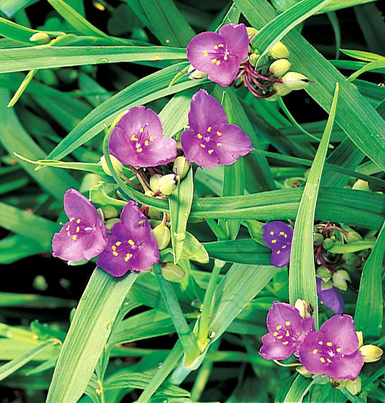 High germination Mixed Tradescantia Spiderwort seeds