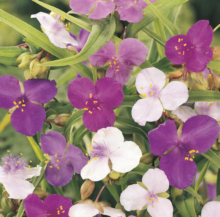 Non GMO Mixed Tradescantia Spiderwort seeds