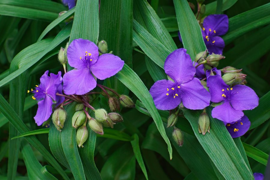 Ornamental Mixed Tradescantia Spiderwort flowering plant