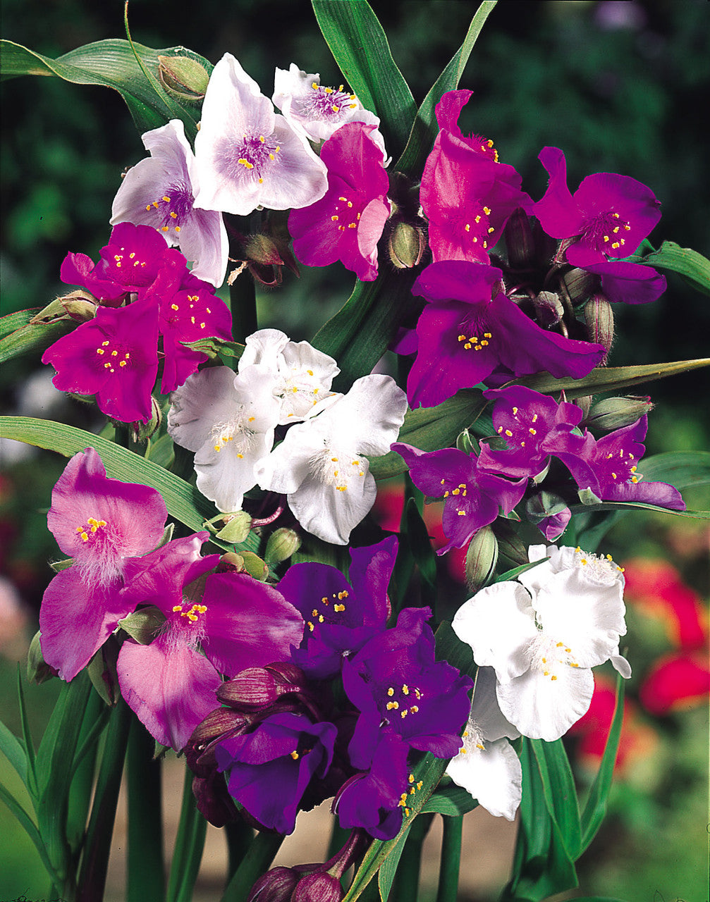 Mixed Tradescantia Spiderwort flower seeds for planting