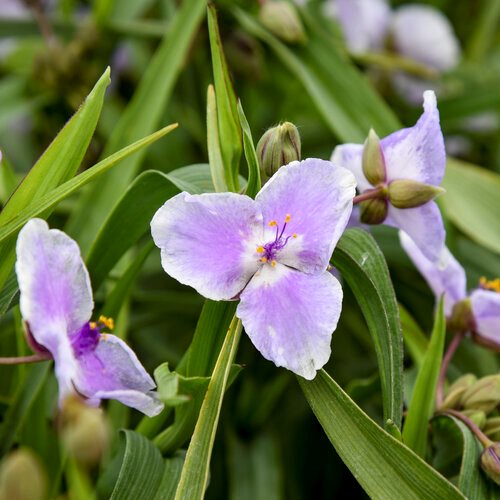 Mixed Tradescantia in shaded garden
