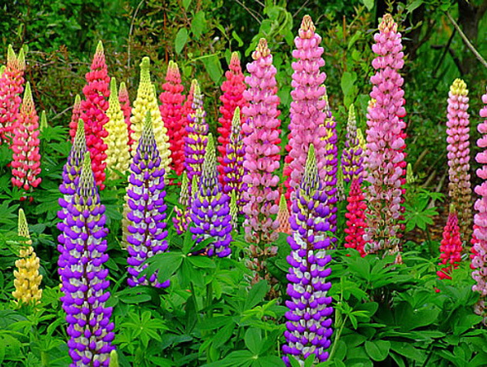 Non GMO Mixed Tutti Frutti Lupine flower seeds