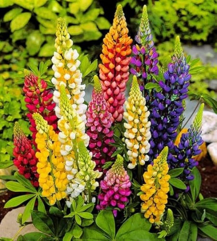 Mixed Tutti Frutti Lupine flower seeds for planting