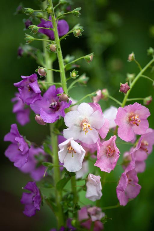 Non GMO Mixed Verbascum flower seeds