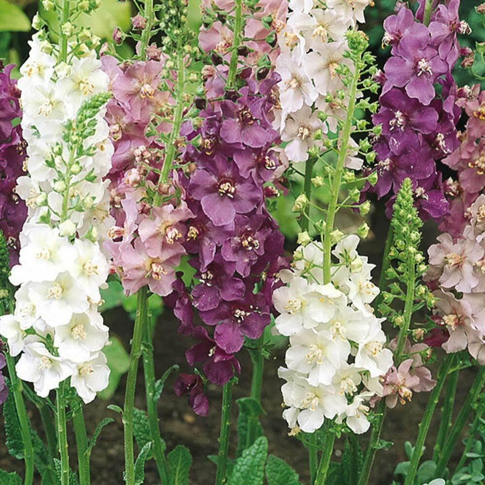 Ornamental Mixed Verbascum seeds for gardens