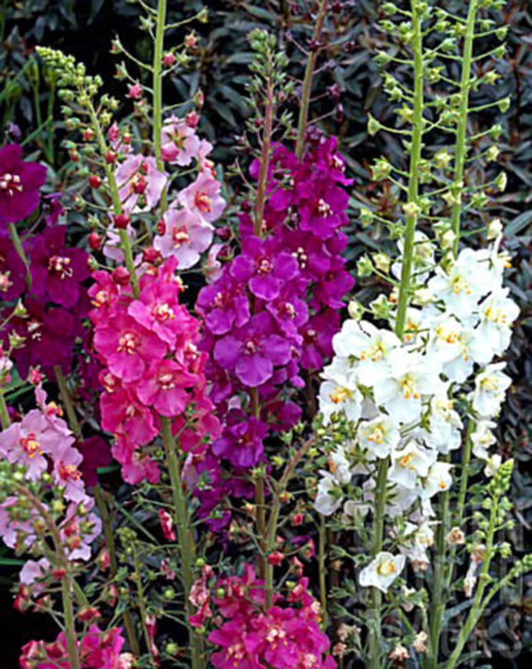 Mixed Verbascum Flower seeds for planting