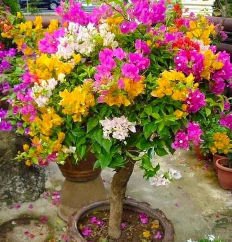 Mixed Bougainvillea Garden Blooms