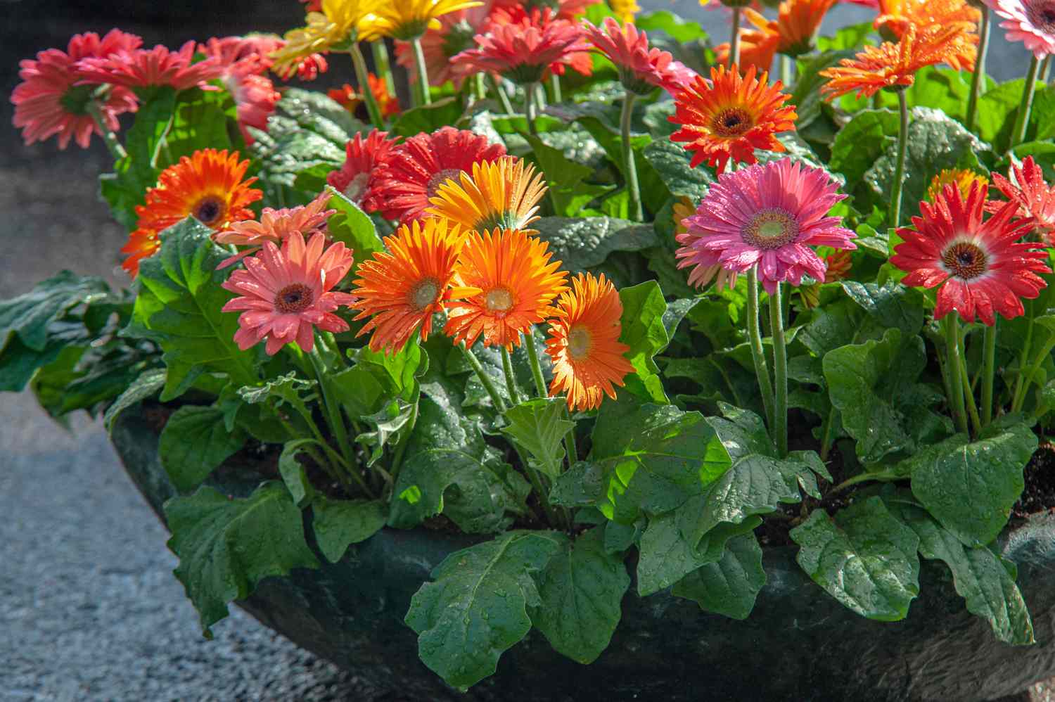 Vibrant Mixed Gerbera Garden Blooms