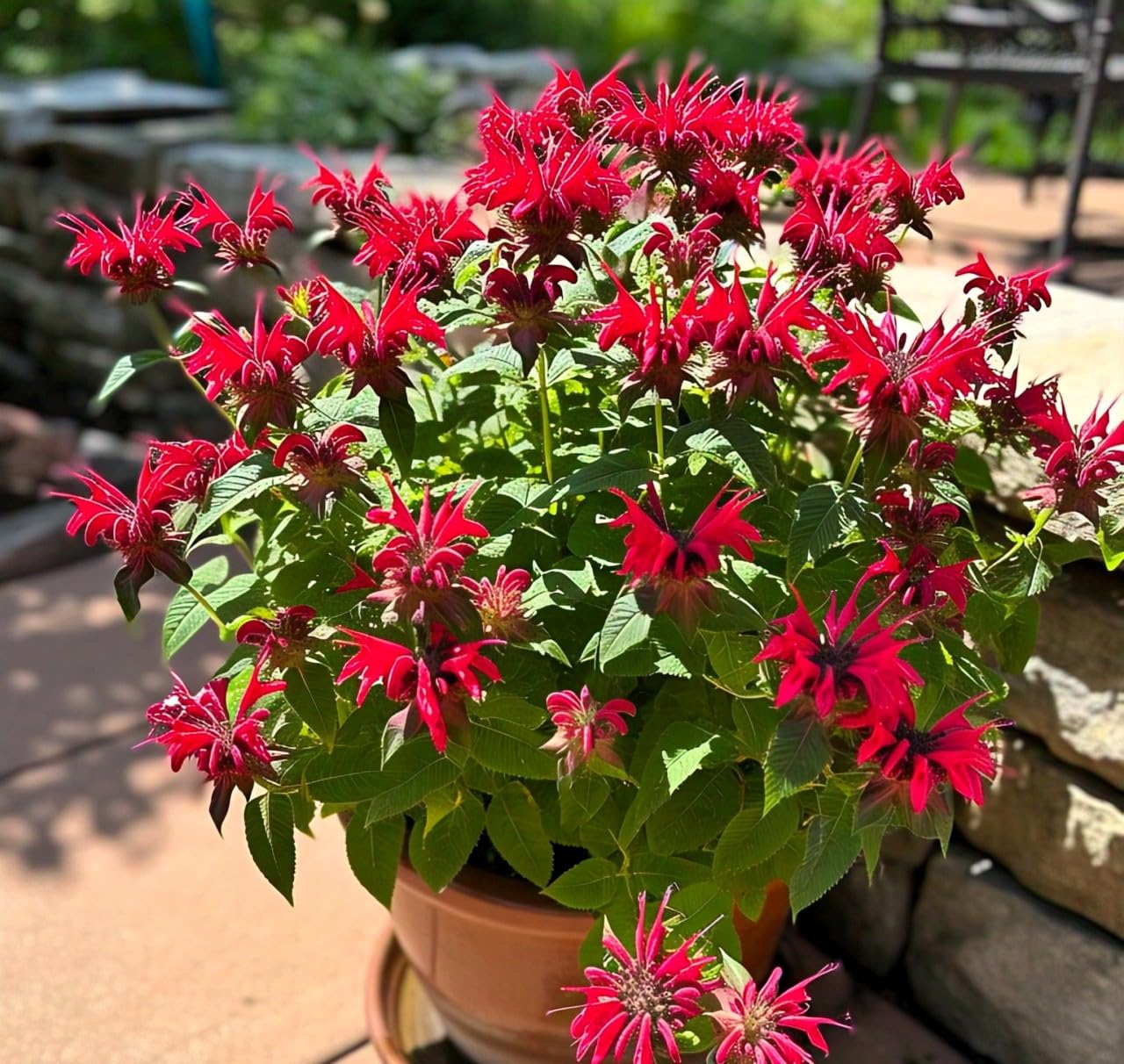 Non GMO Monarda Didyma seeds