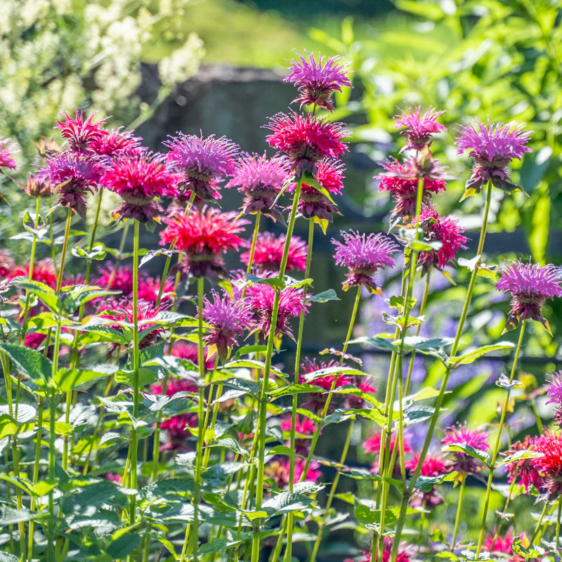 Ornamental Bee Balm mixed seeds for landscapes