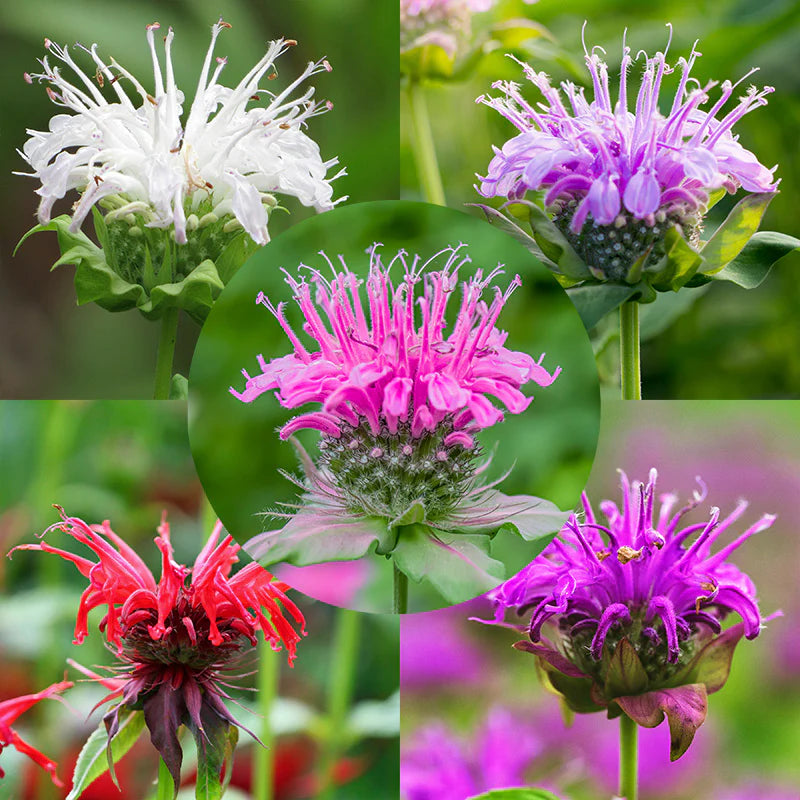 Mixed Monarda Didyma seeds for planting