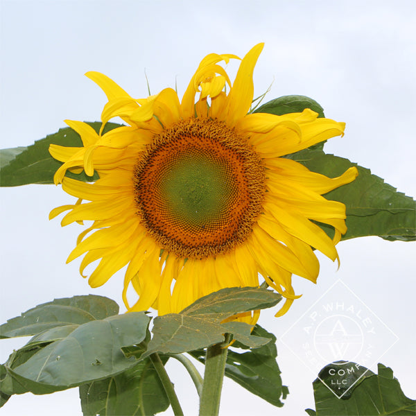 Gray Mongolian Sunflower flowering seeds for gardens