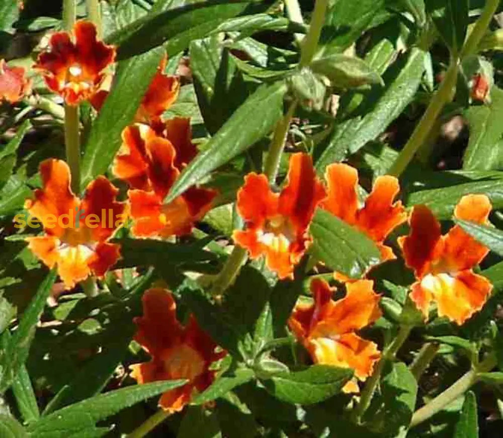 Red Monkey Flower flowering seeds for gardens