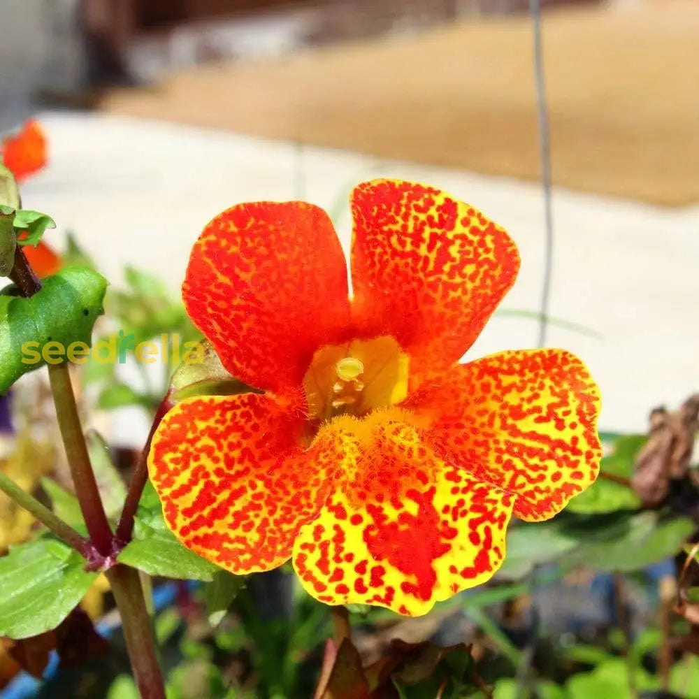 Red Monkey Flower seeds for planting