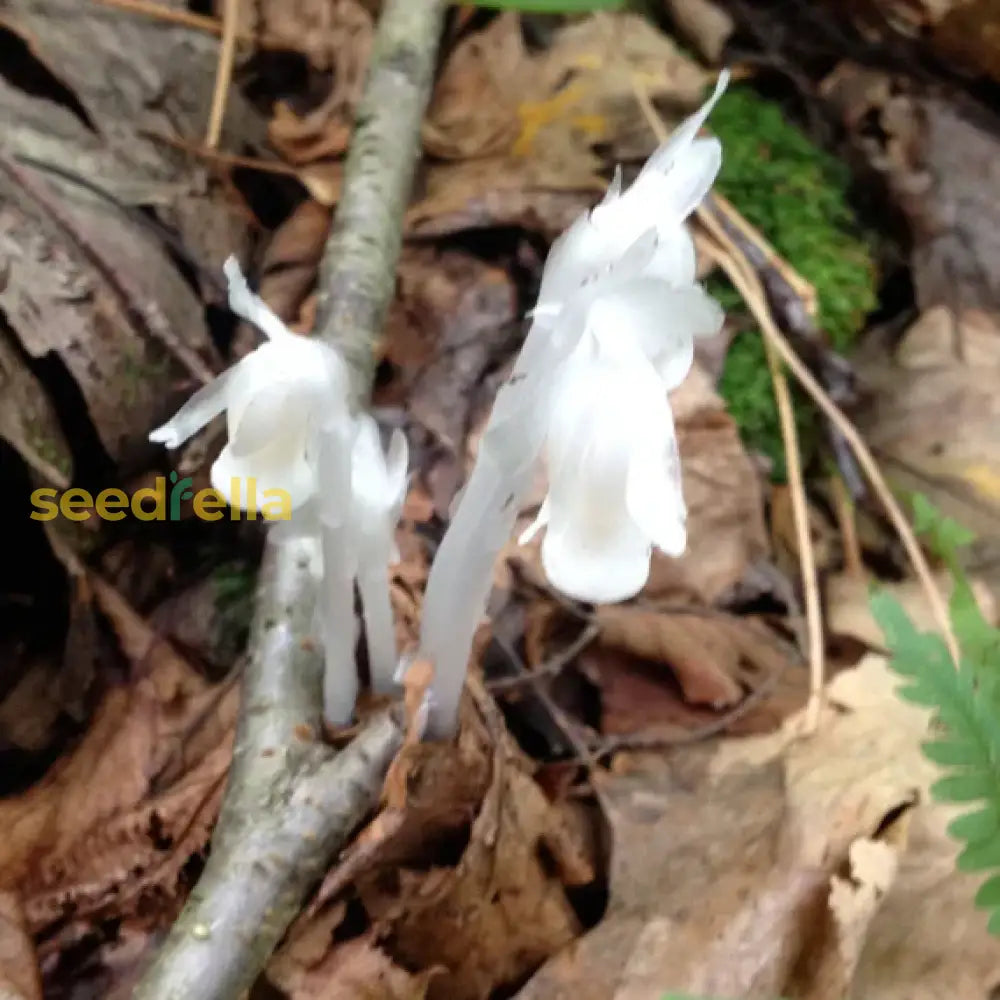 White Monotropa Uniflora flowering seeds for rare gardens