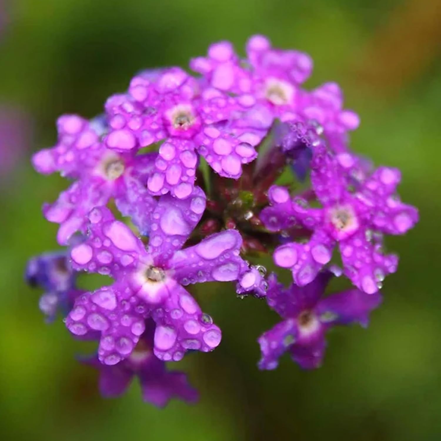 Ornamental Violet Moss Verbena seeds for landscapes