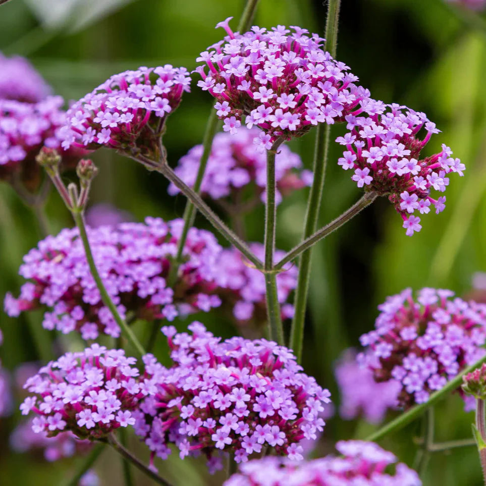 Violet Moss Verbena seeds for planting