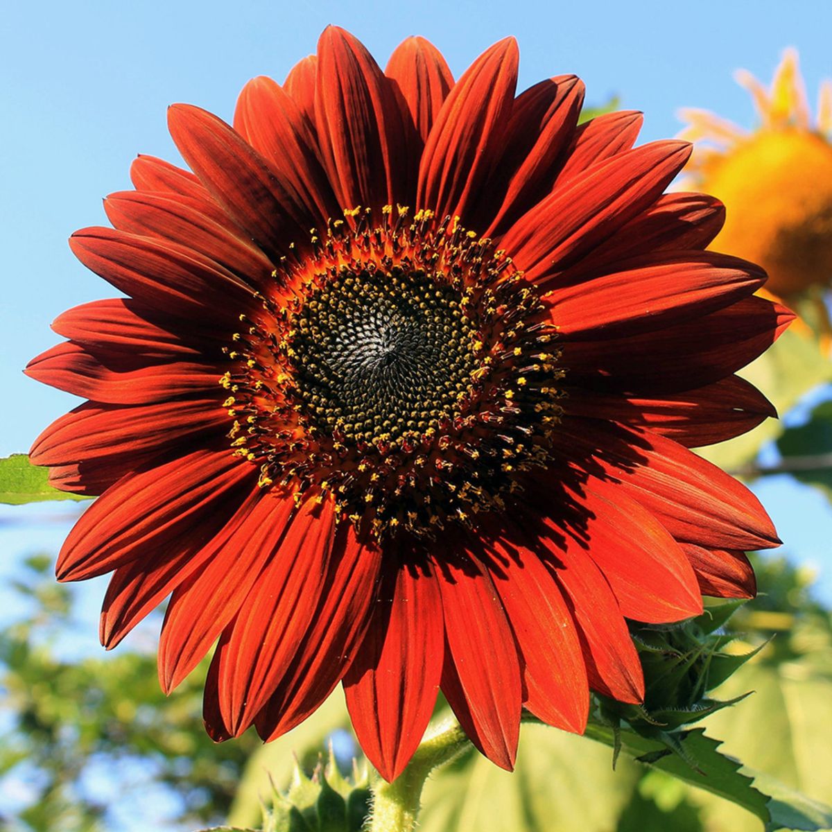 Moulin Rouge Sunflower in indoor pot display