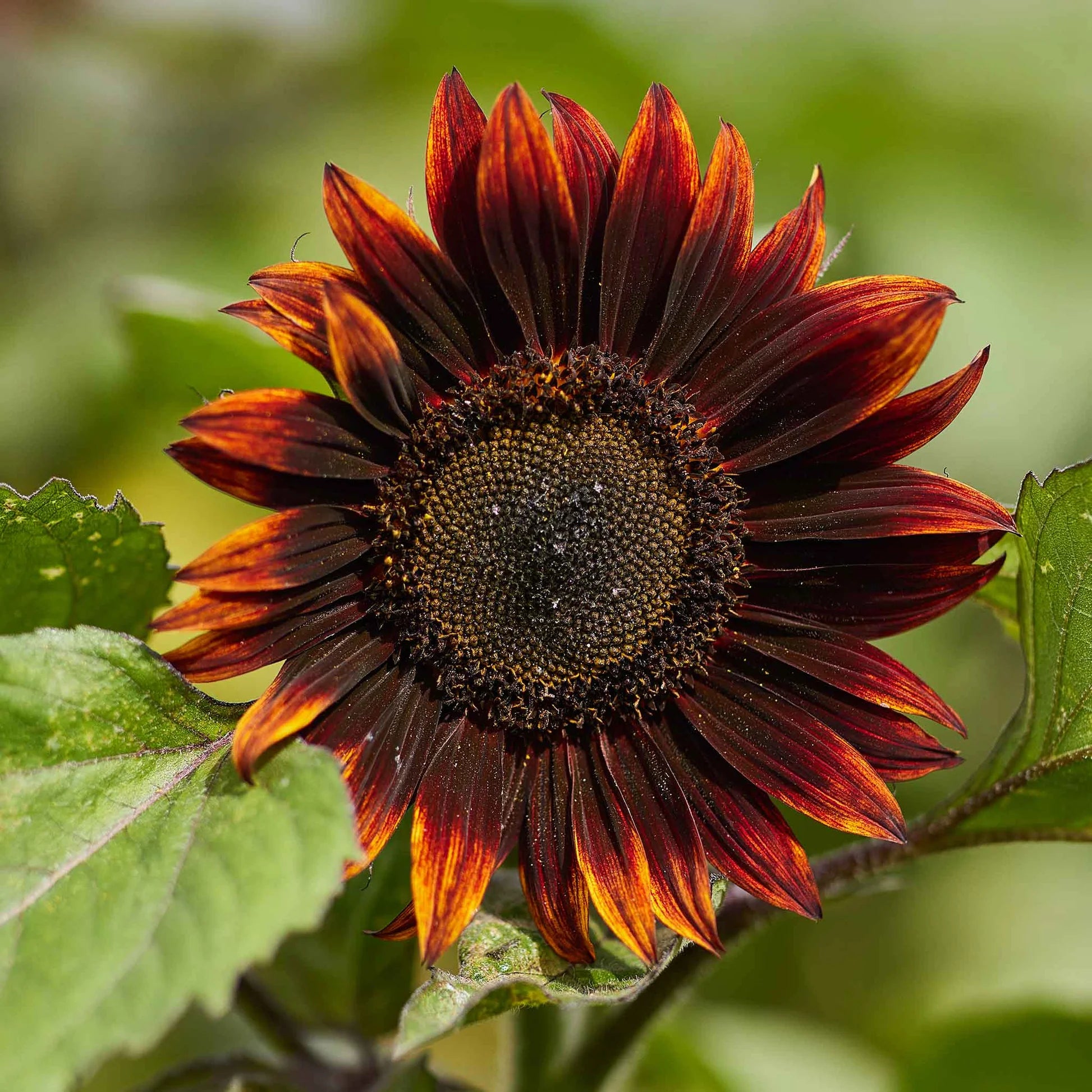 Non GMO Moulin Rouge Sunflower seeds