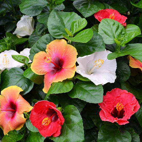 MultiColour Hibiscus Flower seeds for Planting Hardy Variety Heirloom & GMO Free Seeds for Home Garden
 
 Sale seeds for home garden planting