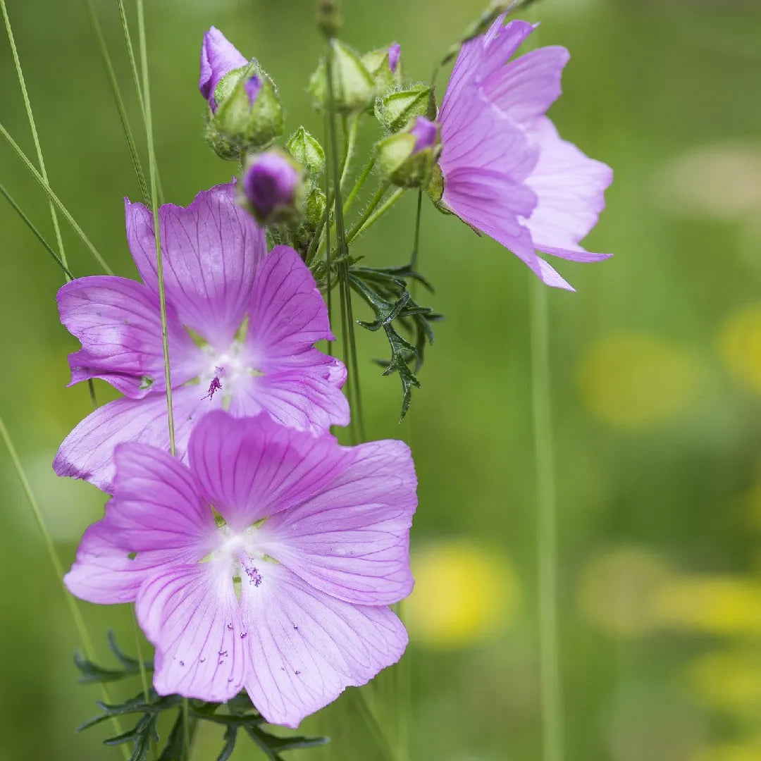 Musk Mallow Pink Flowers for Garden
