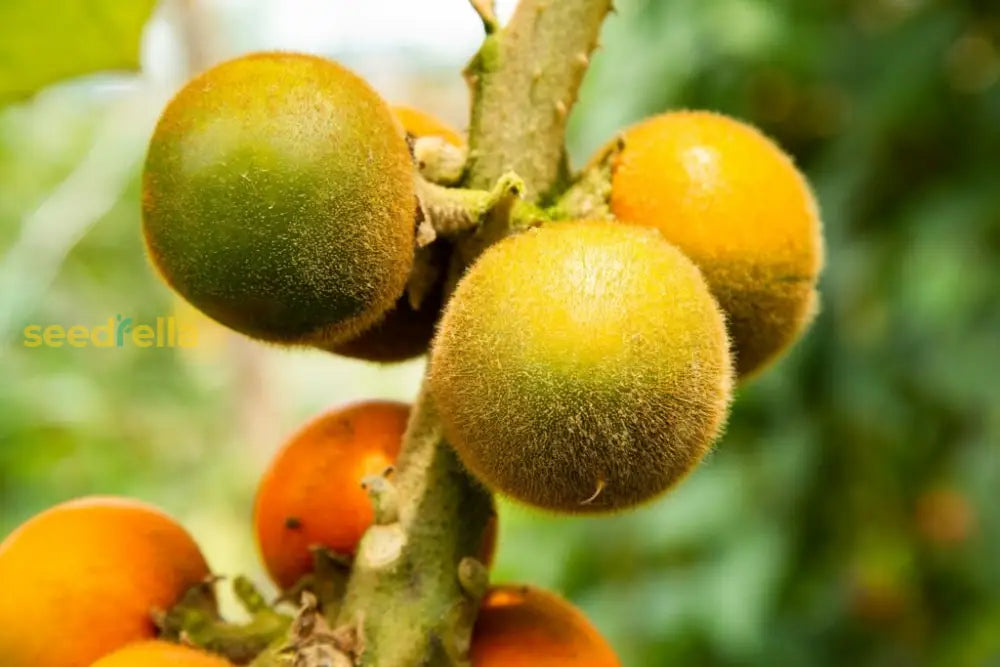 Naranjilla Fruit Seeds for planting and growing exotic, tangy fruits.