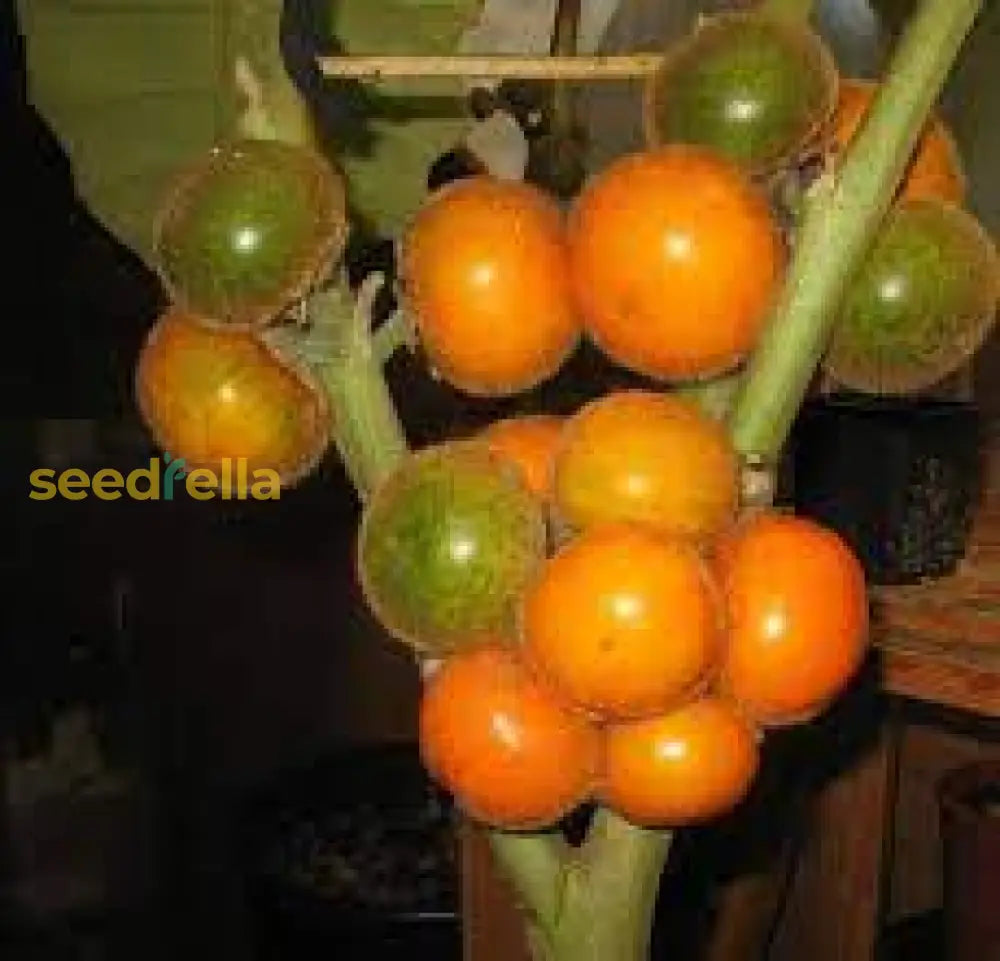Plant Naranjilla Tree Seeds for a unique and flavorful harvest.