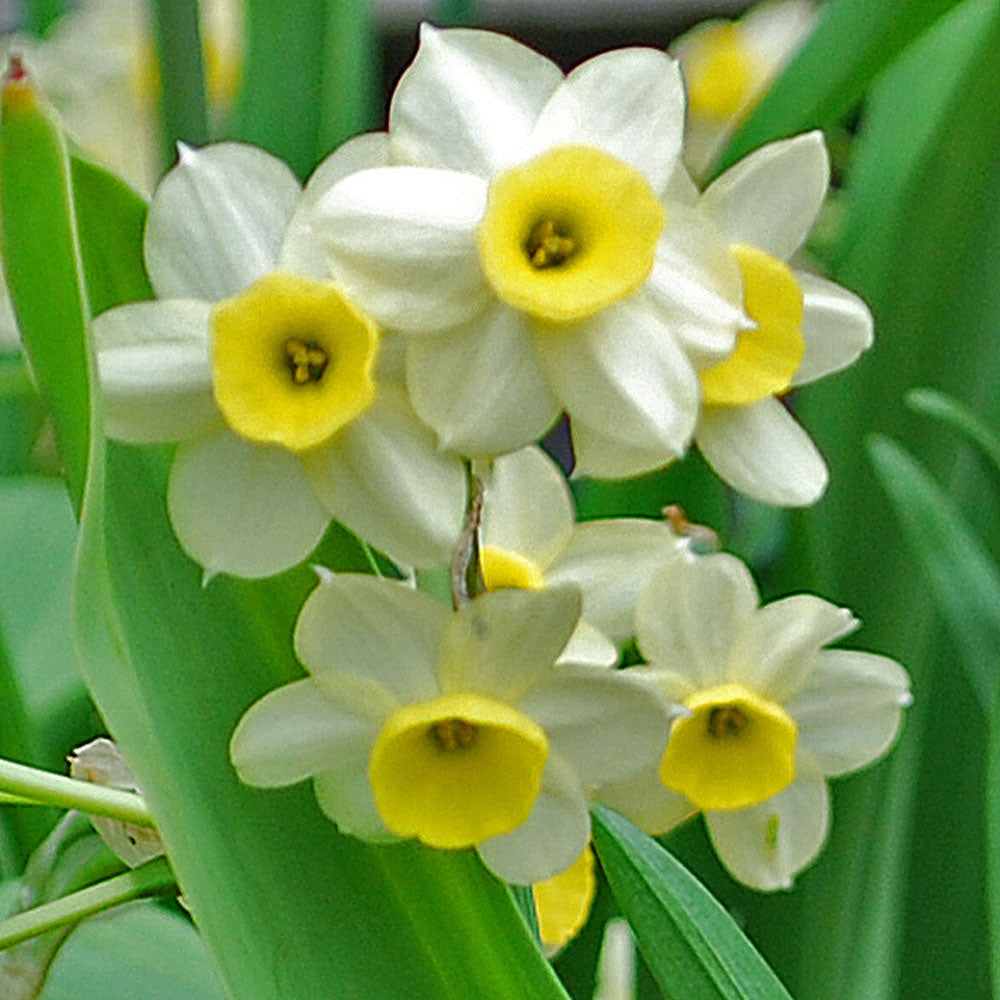 Cream Narcissus flowering seeds for gardens