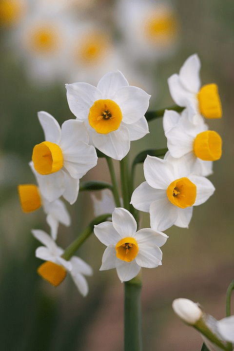 Narcissus Flower seeds for Planting Premium Quality Heirloom & GMO Free Seeds for Home Garden 
 
 Sale for planting in home garden