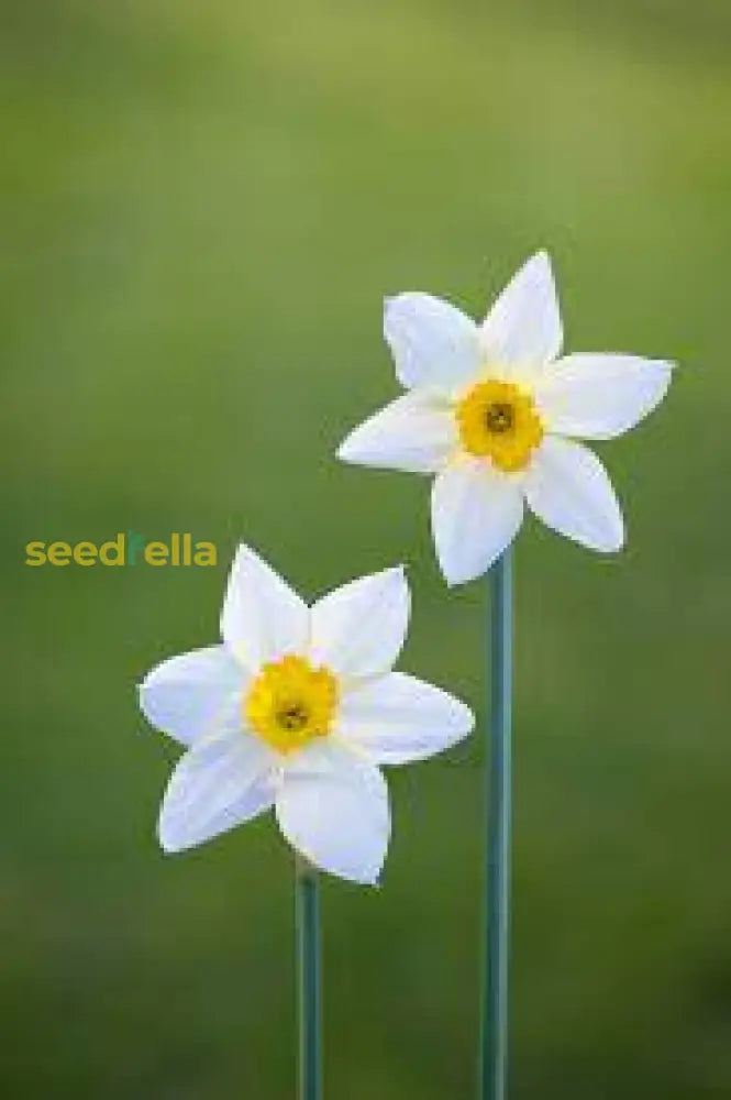 Non GMO Cream Narcissus seeds