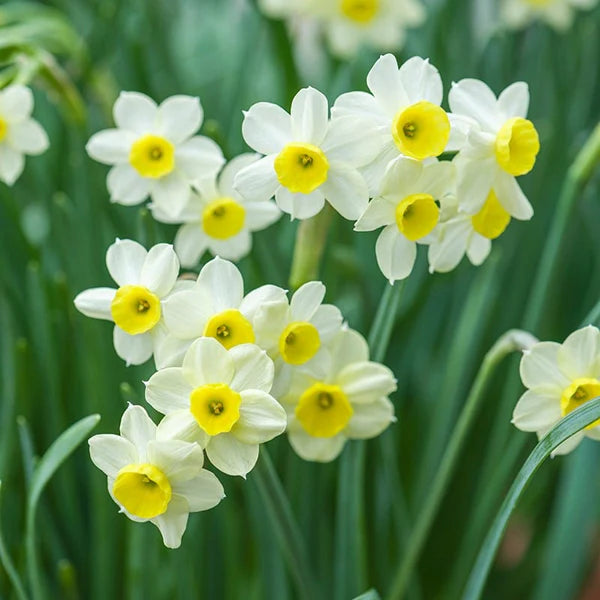 Ornamental Cream Narcissus seeds for landscapes