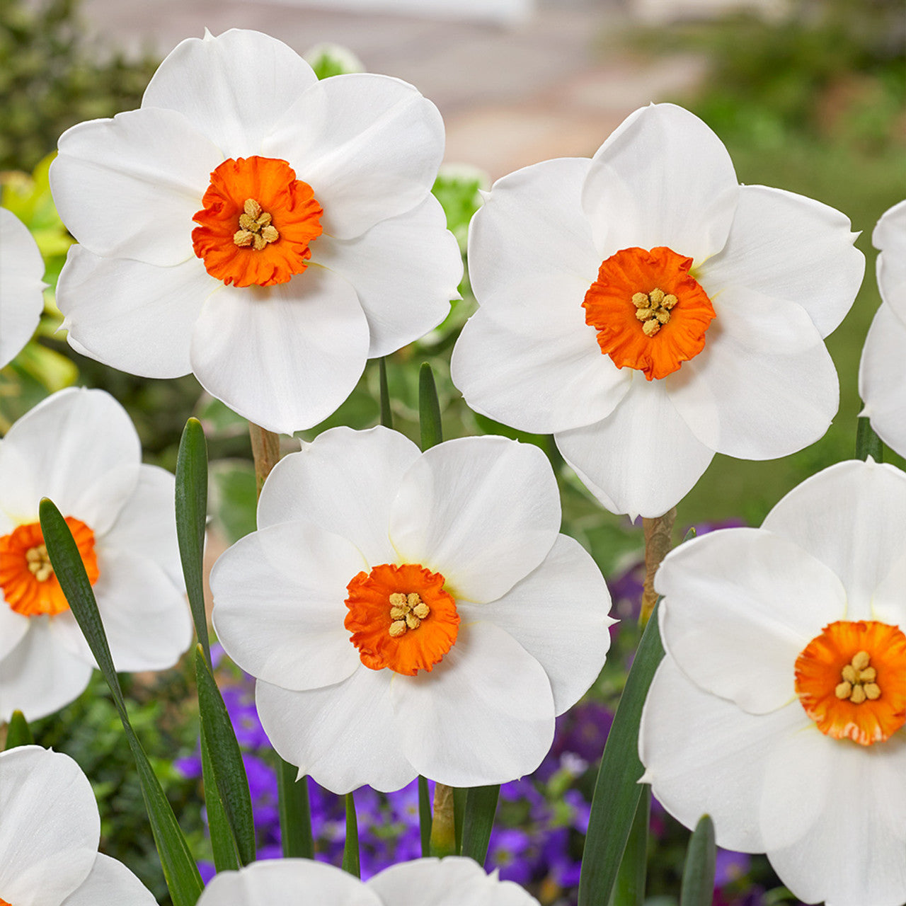 Double Petal Narcissus Daffodil Seeds - Vibrant White & Orange Flowers For Planting Flower