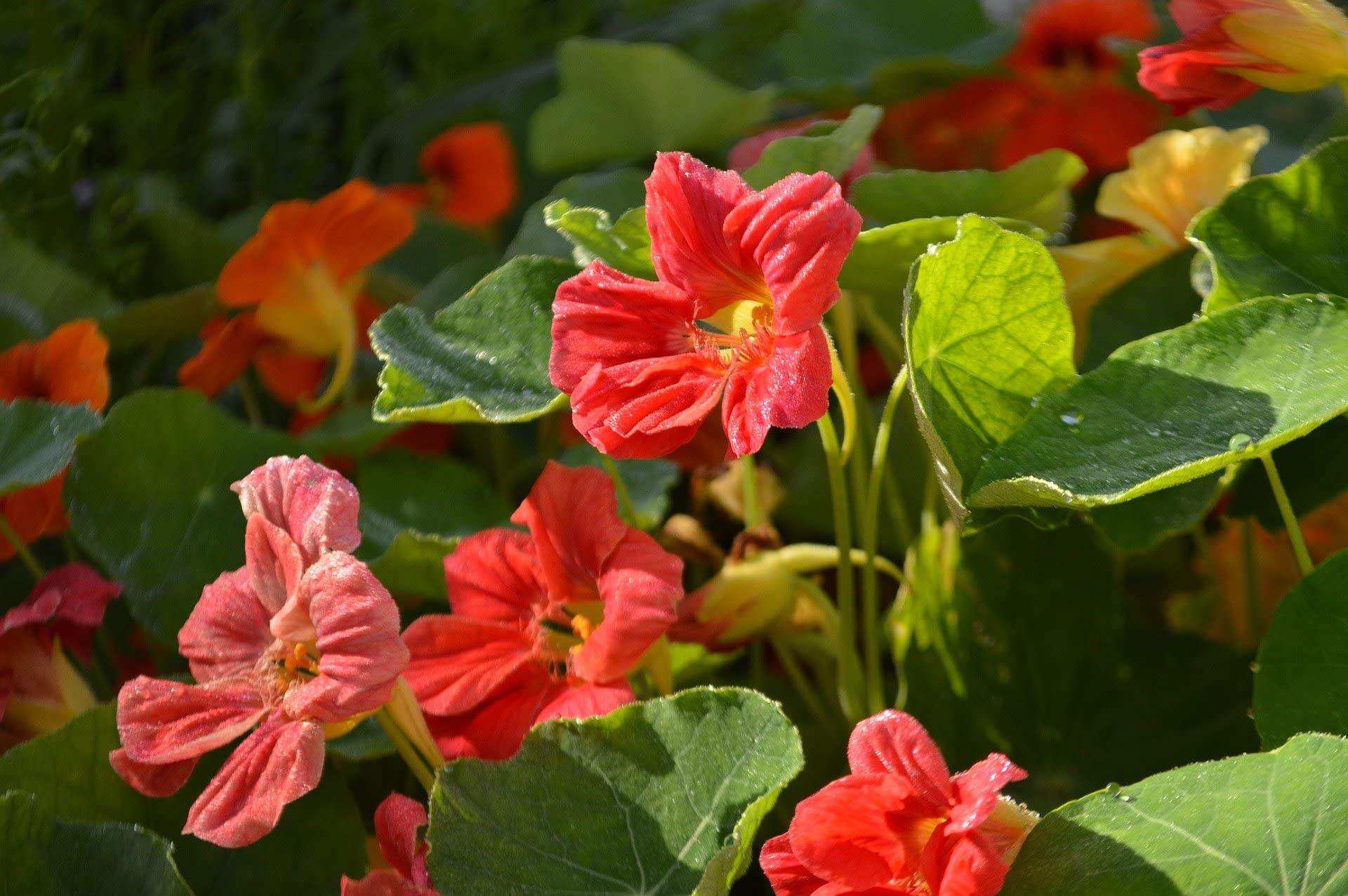 Edible Nasturtium flowers and leaves in garden