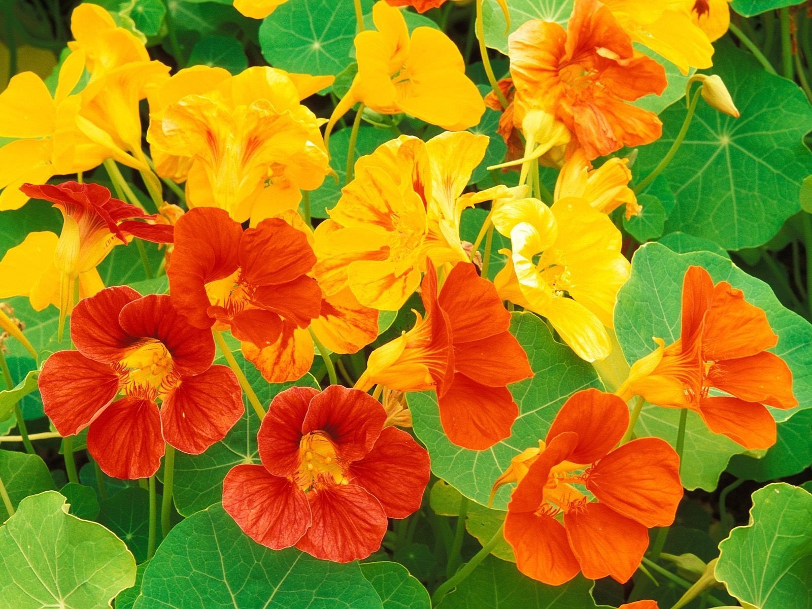 High germination Nasturtium seeds