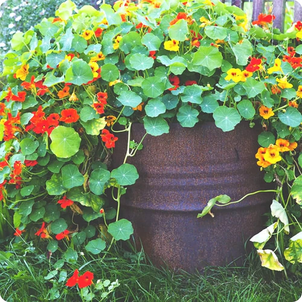 Ornamental Nasturtium plants with mixed colors