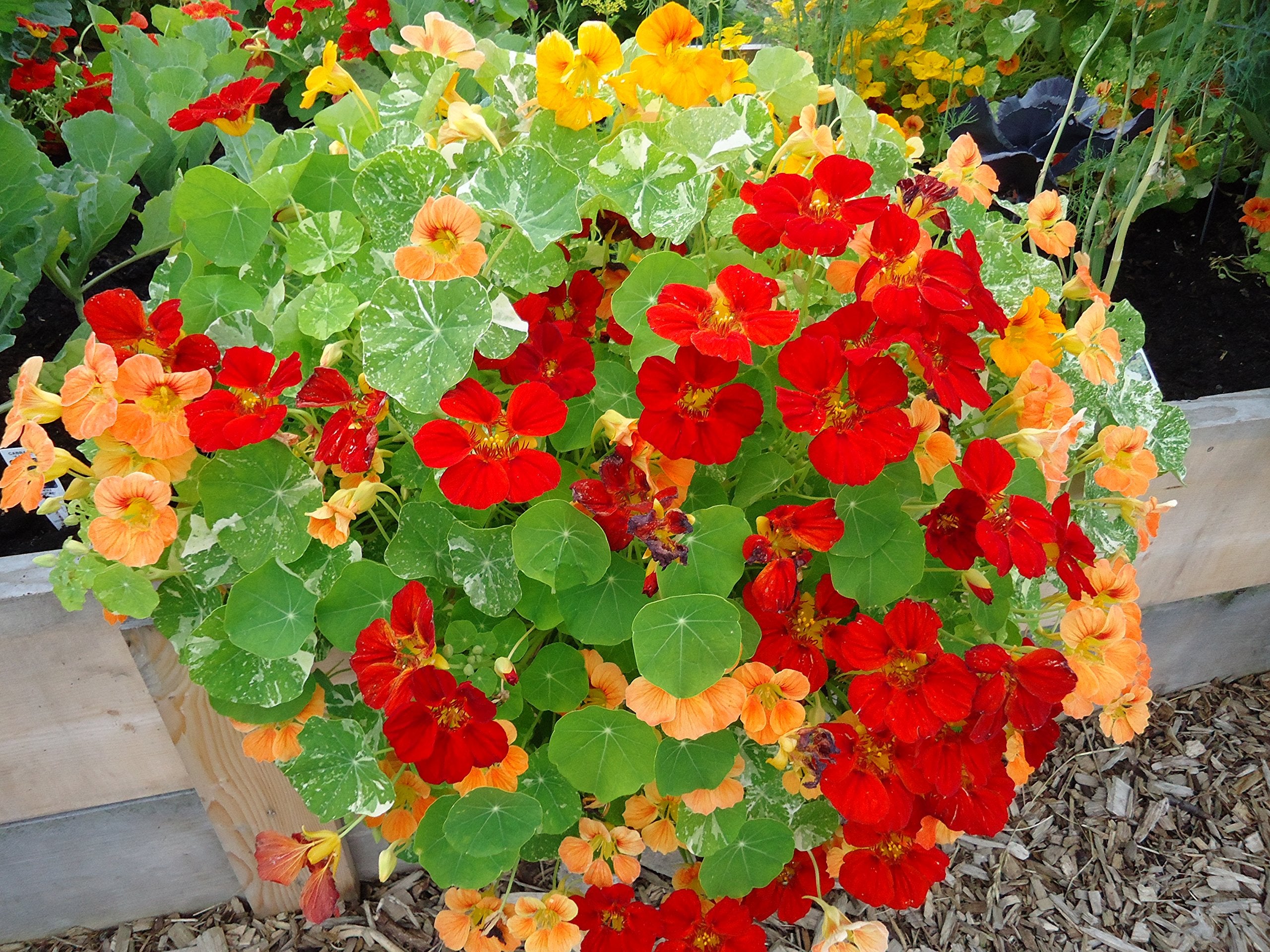 Mixed Nasturtium flower seeds for planting