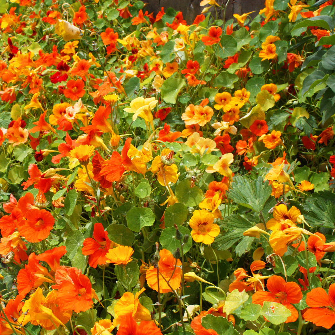 Nasturtium Seeds For Planting Edible Flower Blooms