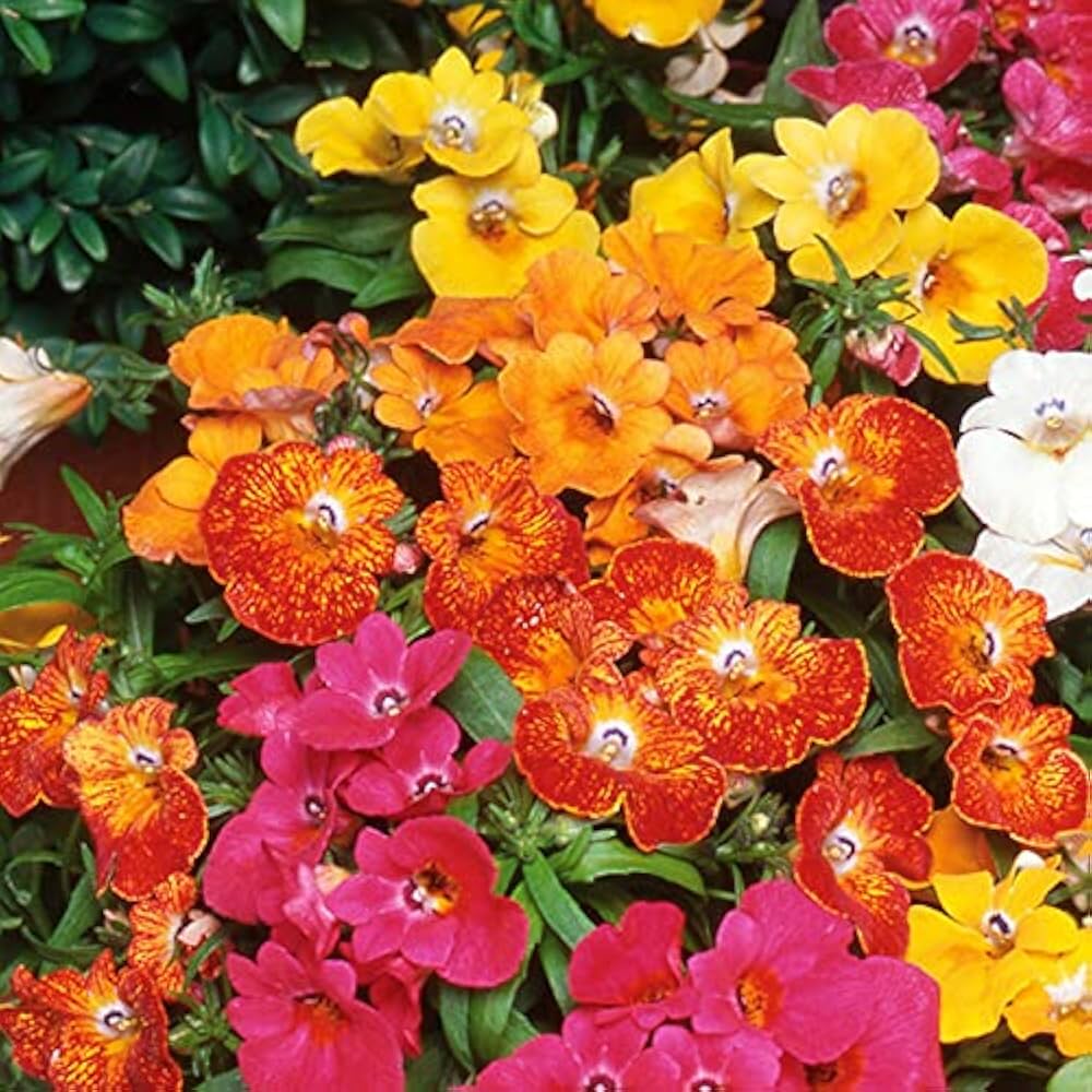 Nemesia garden seeds for outdoor planting