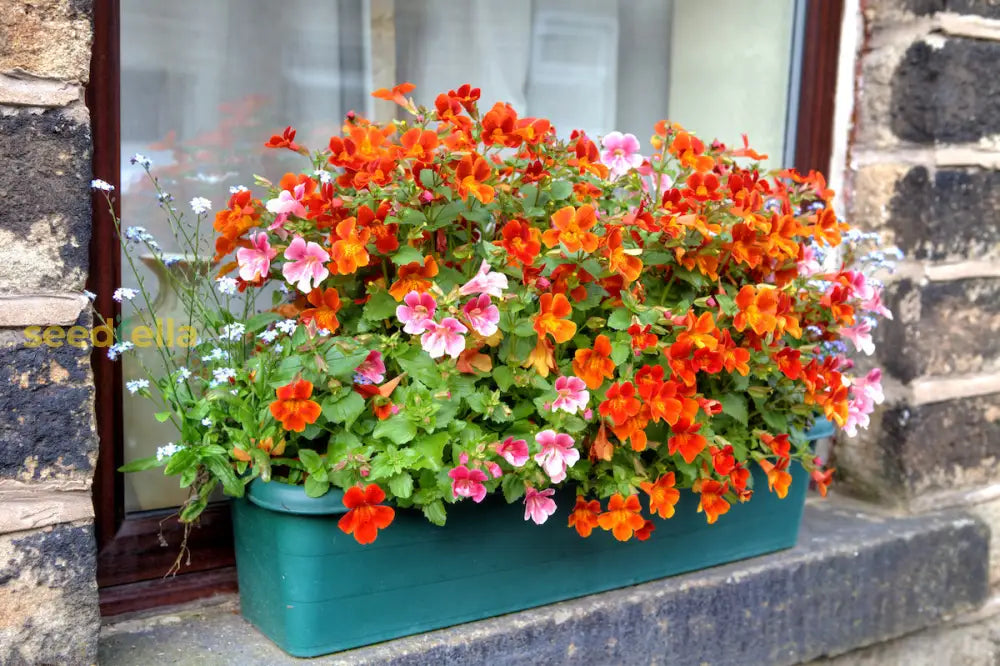 Non GMO Nemesia seeds